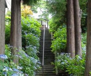 紫陽花　雲林寺