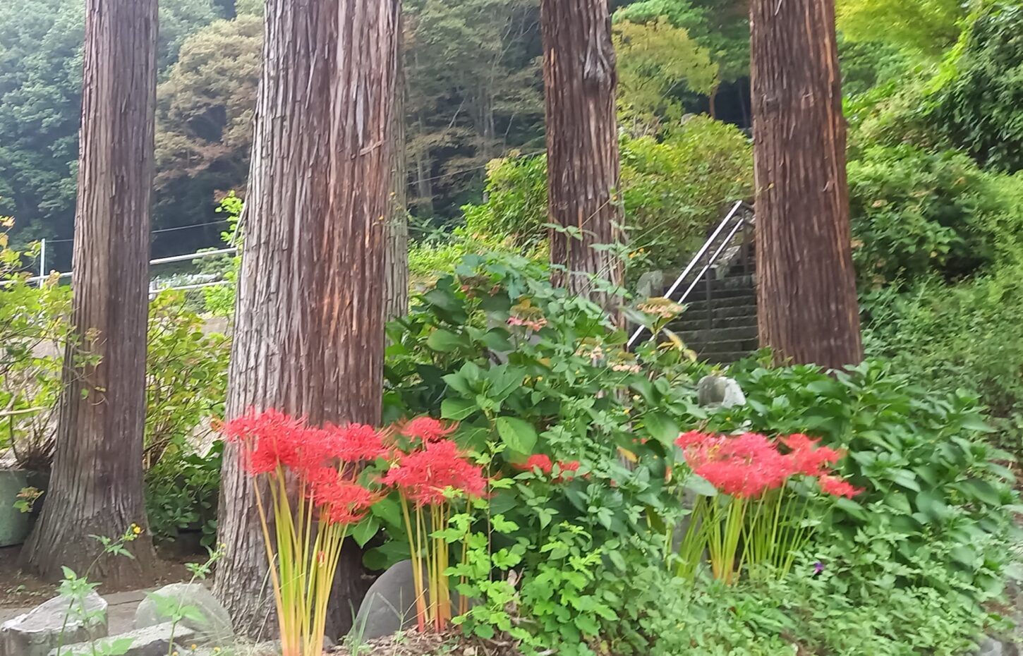 彼岸　雲林寺　長野原